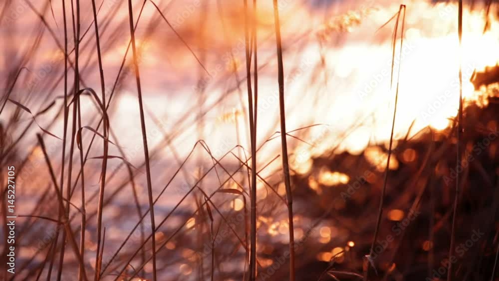 Reeds in sunset by a frozen lake in springtime Reeds in sunset by a frozen lake in springtime