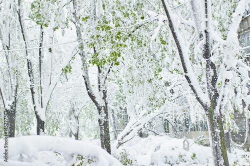Trees After Ice Storm