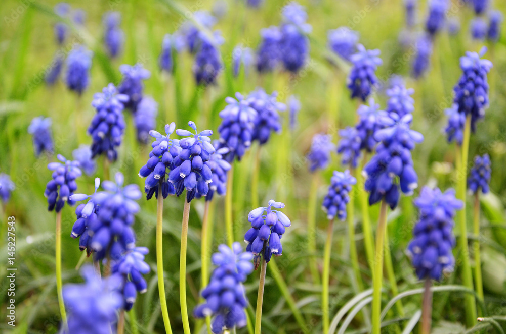 Bright blue flowers on a background of green grass Bright blue flowers on a background of green grass