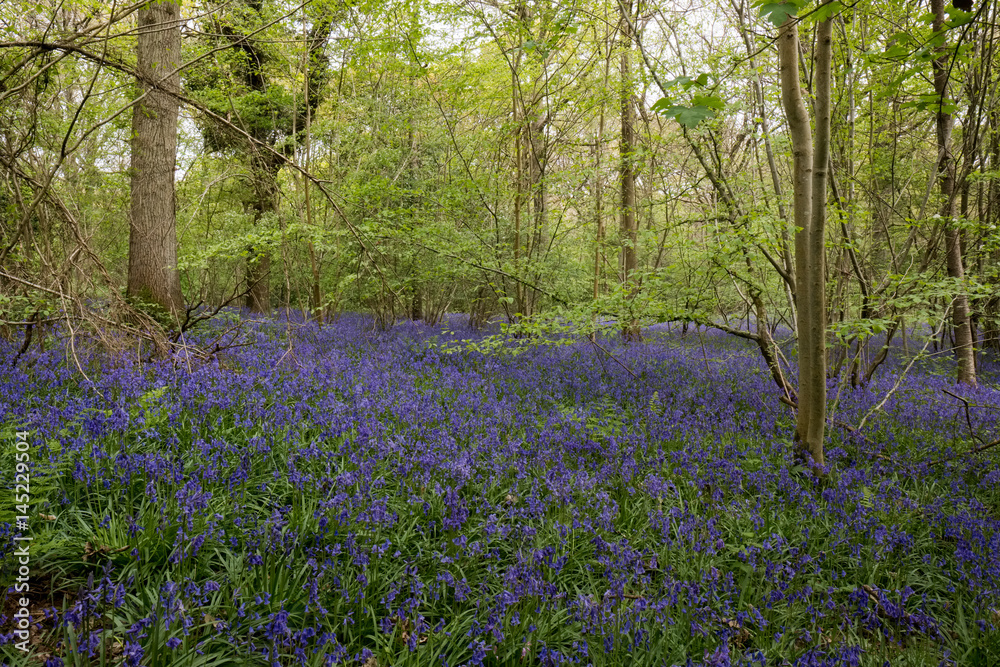 Bluebells in Staffhurst Woods near Oxted Surrey Bluebells in Staffhurst Woods near Oxted Surrey