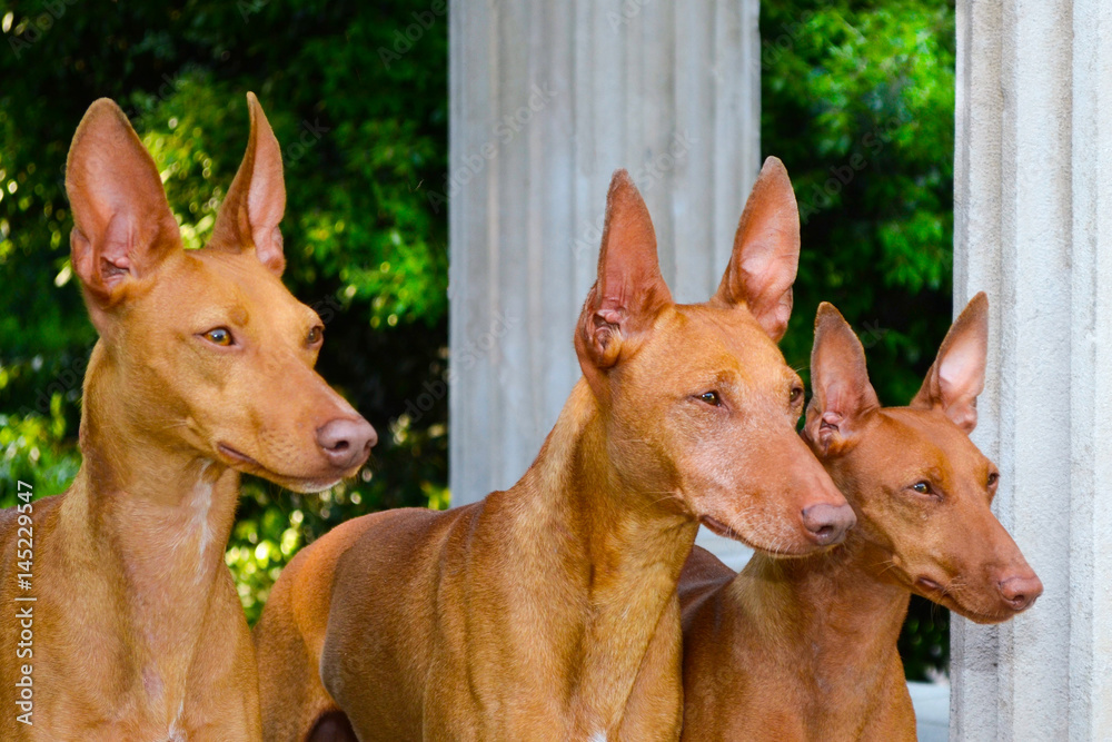 Portrait of Three Cirneco dell Etna dogs