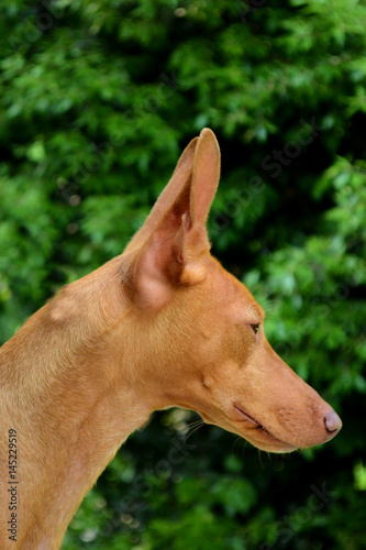 Portrait of Cirneco dell Etna