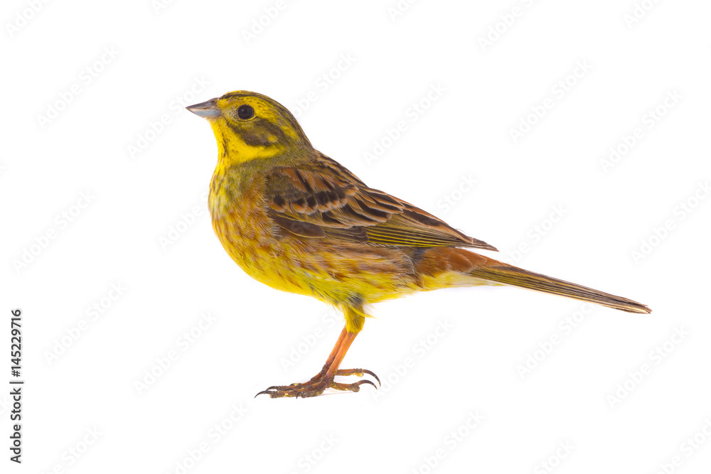 Yellowhammer (Emberiza citrinella) Yellowhammer (Emberiza citrinella)