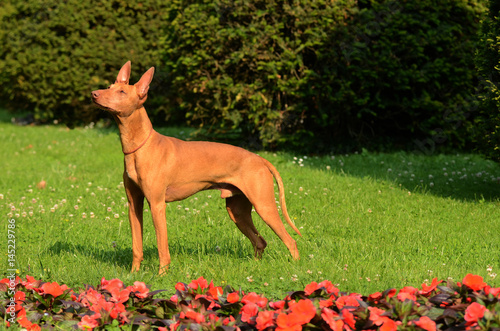 фотографія Portrait of Cirneco dell Etna