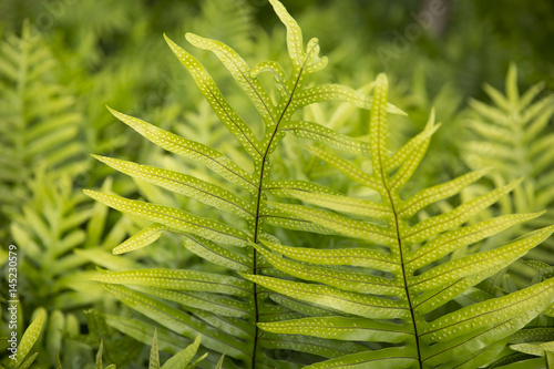 Lauae - Maile-Scented Fern - Phymatosorus scolopendria photo