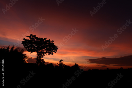silhouette view with tree on left side and orange sky