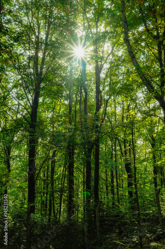 belgrad forest