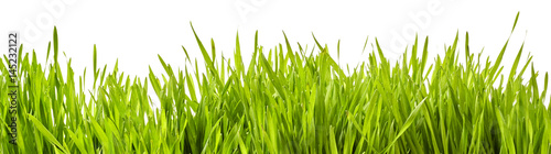 Panoramic banner of fresh green spring grass