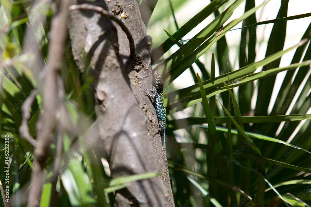 Small spotted lizard on the tree