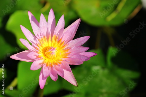 Beautiful violet waterlily in nature