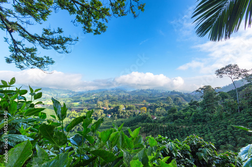 Early morning View of a Coffee plantation near Manizales in the Coffee Triangle of Colombia. photo