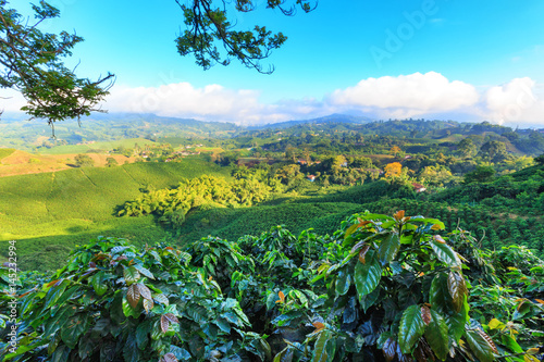 View of a Coffee plantation near Manizales in the Coffee Triangle of Colombia with coffee plants in the foreground. photo
