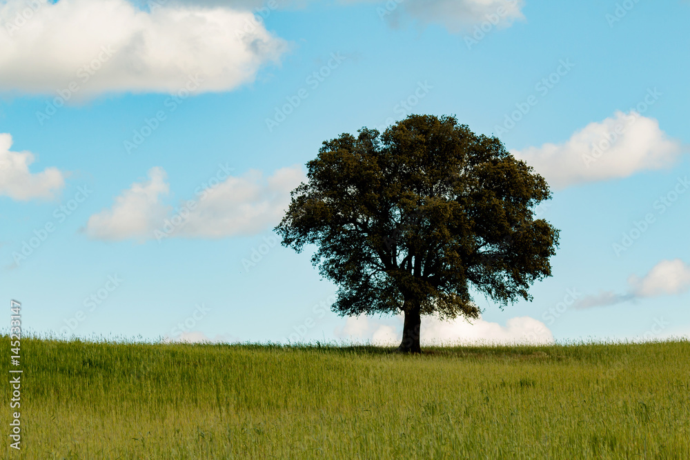 Obraz premium Lonely holm oak in the meadow
