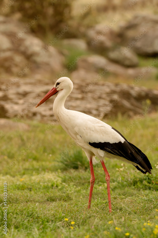 Fototapeta premium Elegant white stork