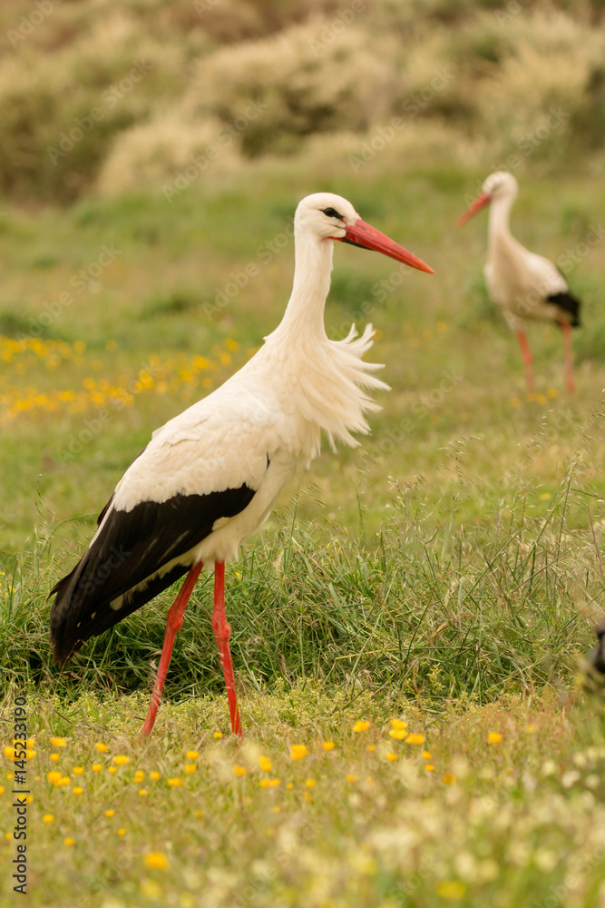 Obraz premium Elegant white stork