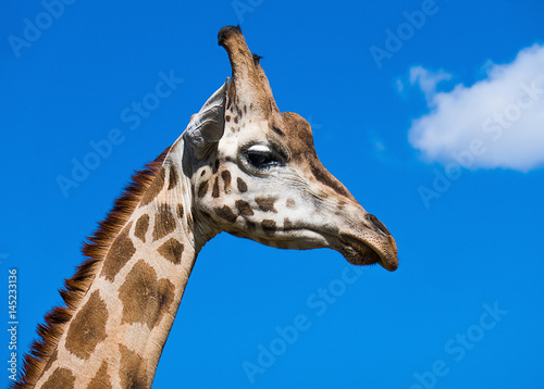 Giraffe closeup portrait with blue sky and clouds
