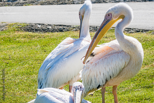 Pelican family portrait in safari park