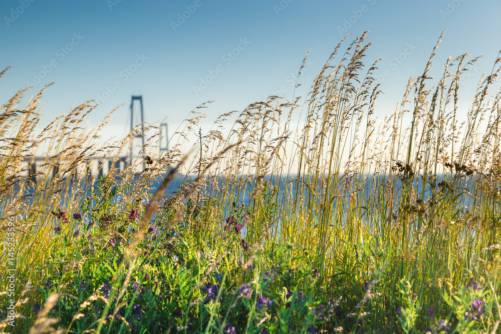 Naklejka premium Sea view through the grass and wild flowers, Denmark