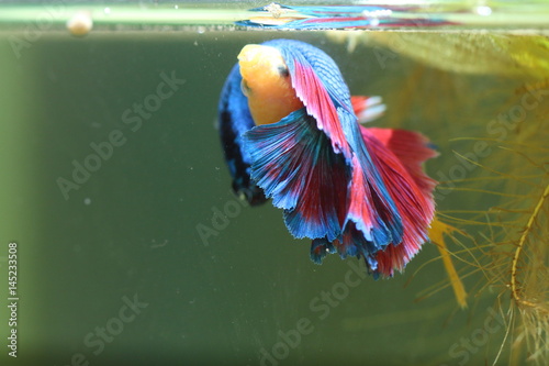Fish fighting is embracing for breeding.