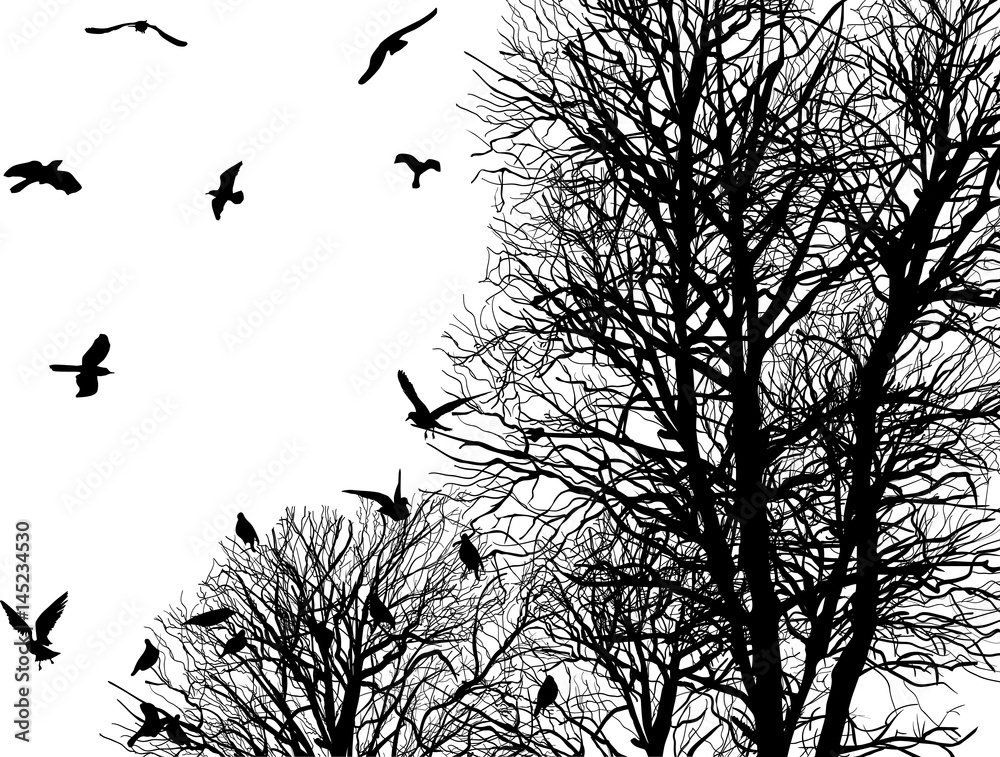 gulls and bare trees isolated on white