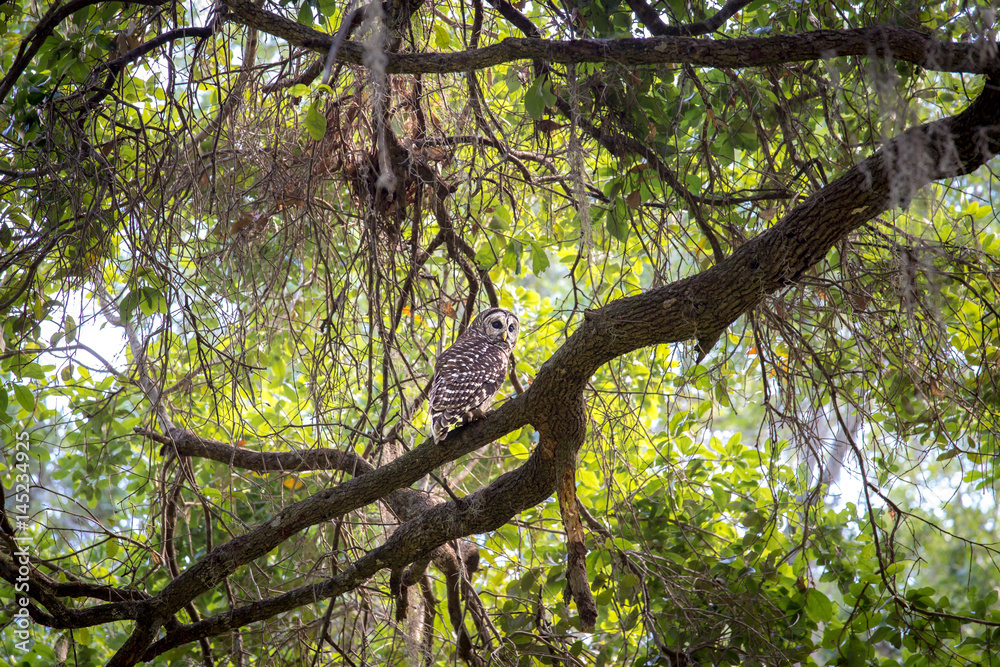 Fototapeta premium Barred Owl