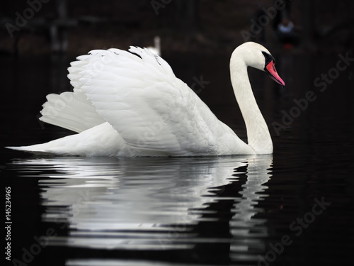 White swan at the dark lake background