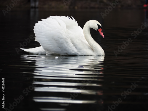 Fototapeta Naklejka Na Ścianę i Meble -  White swan at the dark lake background with beautiful reflecion at the water