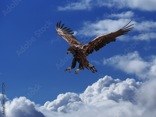 The eagle soars above the clouds high in the blue sky hunting
