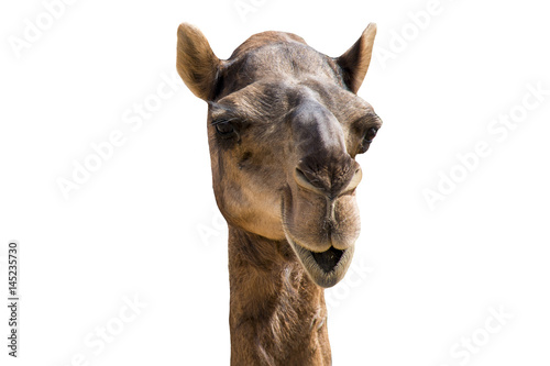 funny looking smiling camel isolated on a white background © CL-Medien