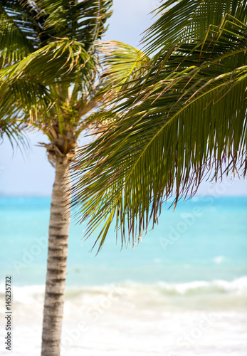 Palm tree leaves against the turquoise water. The Caribbean sea on the background.