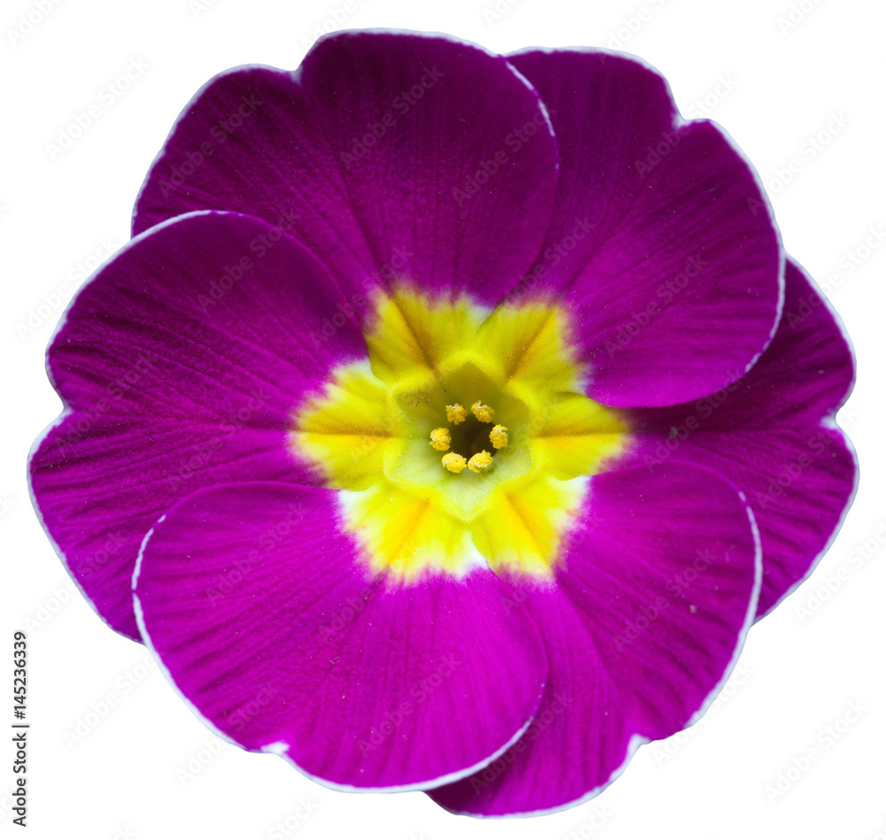 purple violet primrose Primula vulgaris flower closeup
