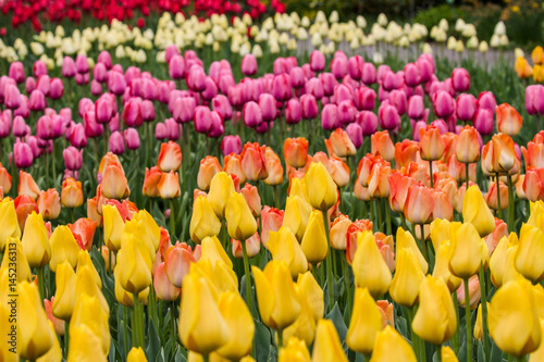 Fototapeta Naklejka Na Ścianę i Meble -  Tulpenmeer mit gelben und rosa Tulpen