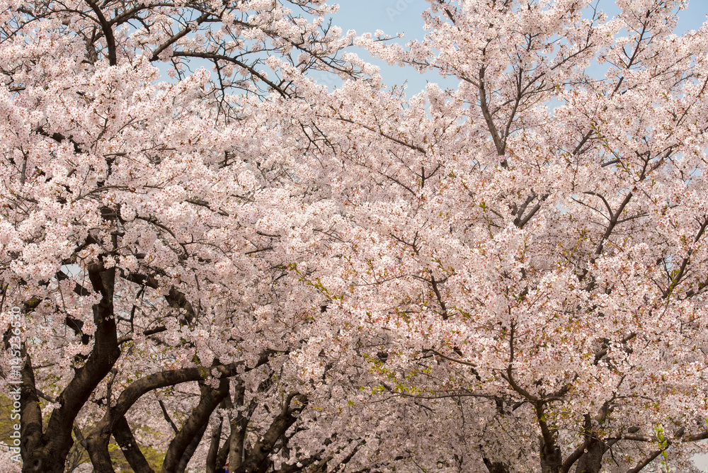 Beautiful pink cherry blossom (Sakura) flower Beautiful pink cherry blossom (Sakura) flower