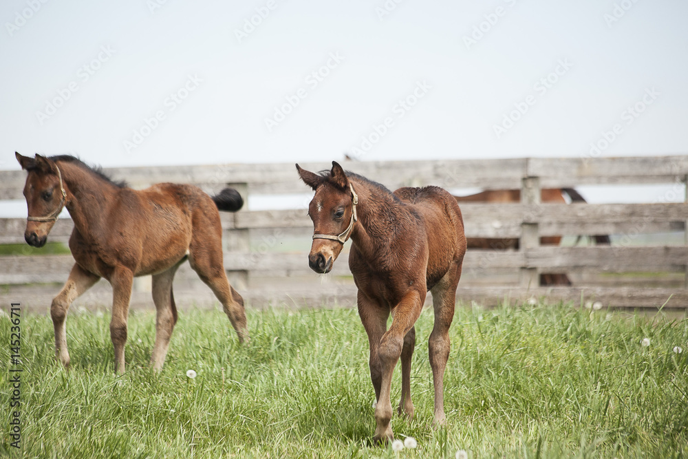 Two month old colts in a green pasture in Kentucky with a board fence in the background.