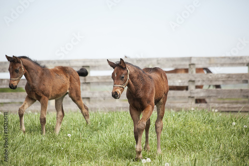 Two month old colts in a green pasture in Kentucky with a board fence in the background.