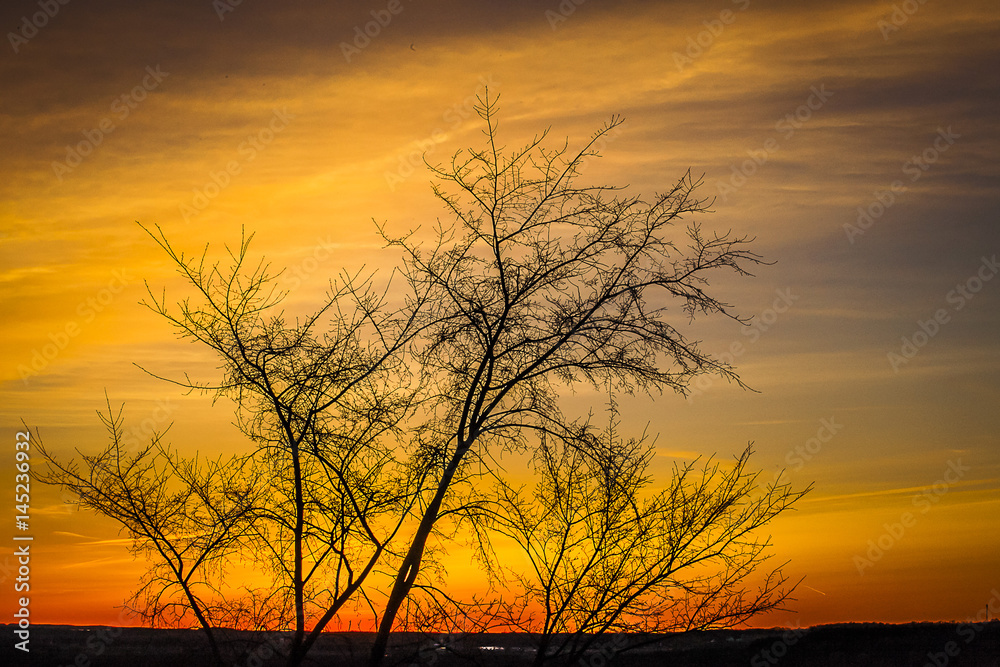 The delicate branches of a tree silhouetted against a vibrant yellow and orange sunset. The delicate branches of a tree silhouetted against a vibrant yellow and orange sunset.