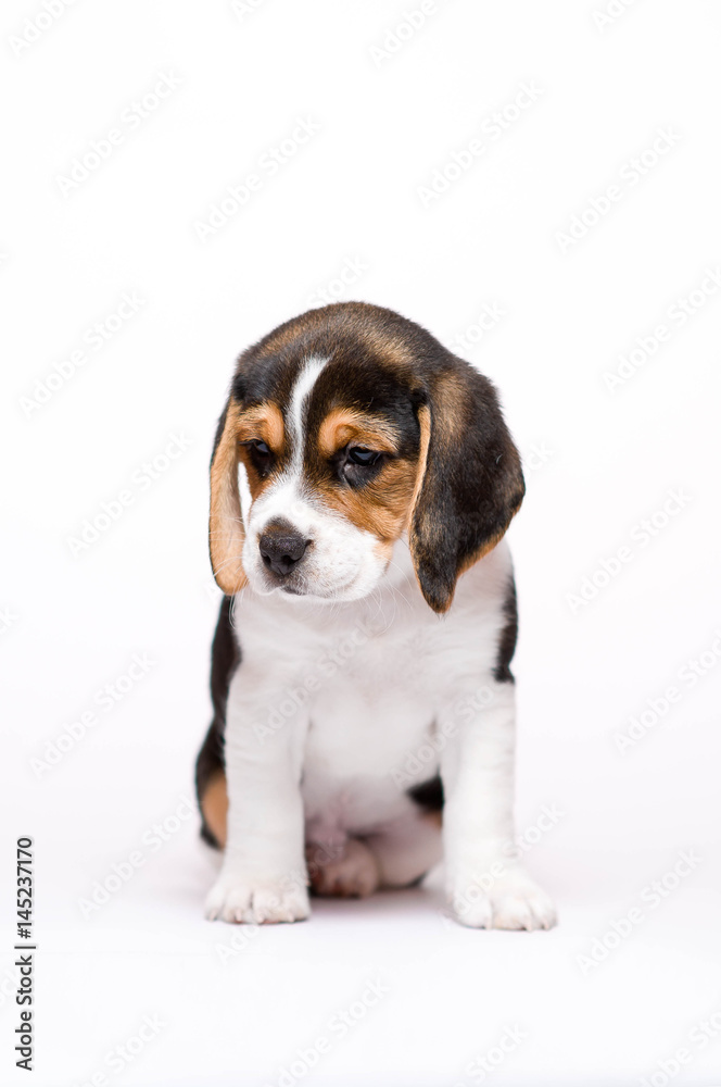 Beagle Puppy on White