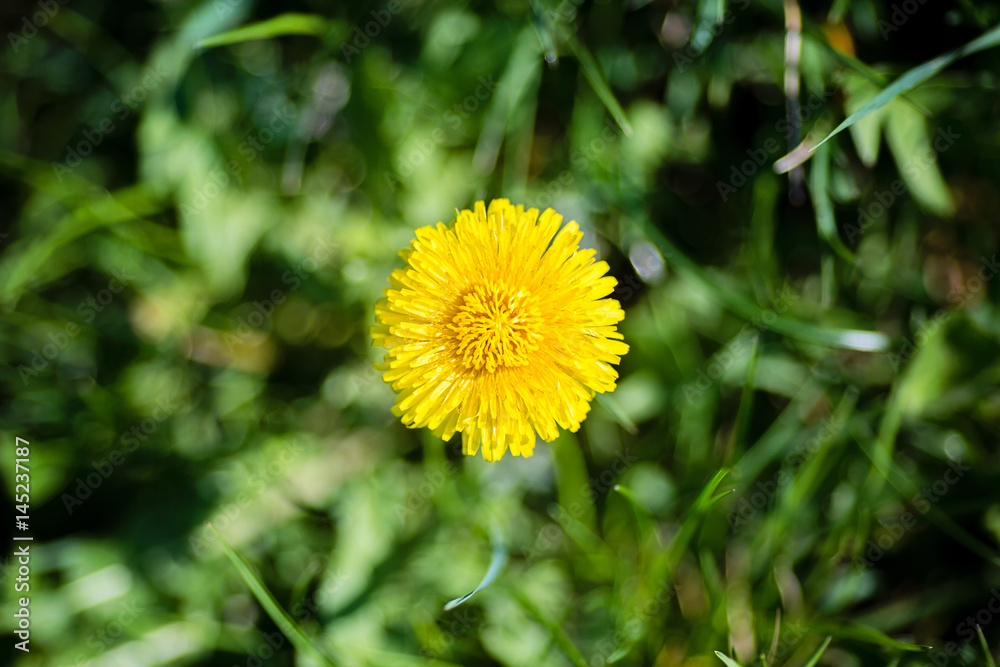 Close-up of one dandelion in a bloom, view from above, yellow and green color pallete Close-up of one dandelion in a bloom, view from above, yellow and green color pallete