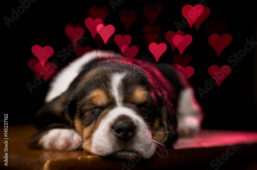beagle-puppy-z-czerwonymi-sercami