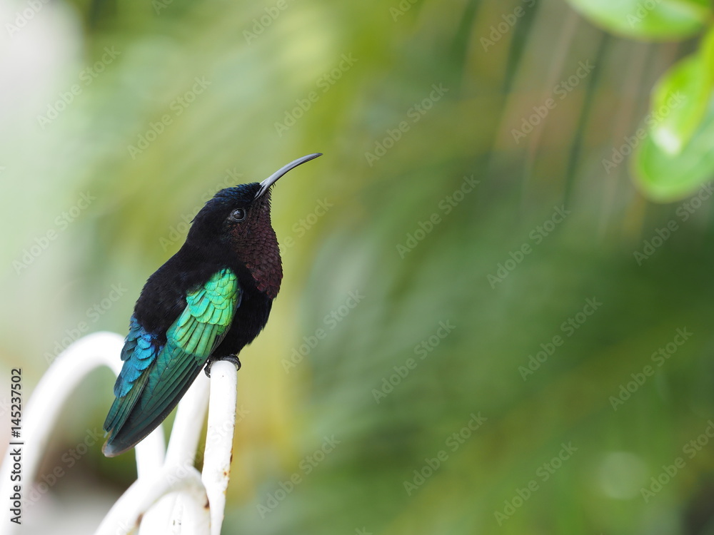 Colibri Colibri