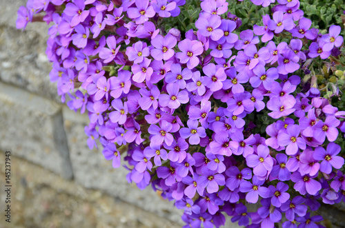 Group of aubretia in a brick bed. photo