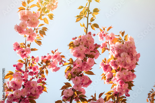 Spring background with flowering Japanese oriental cherry sakura blossom, pink buds with soft sunlight against the sky, soft focus, with space for text and postcards © tavrox