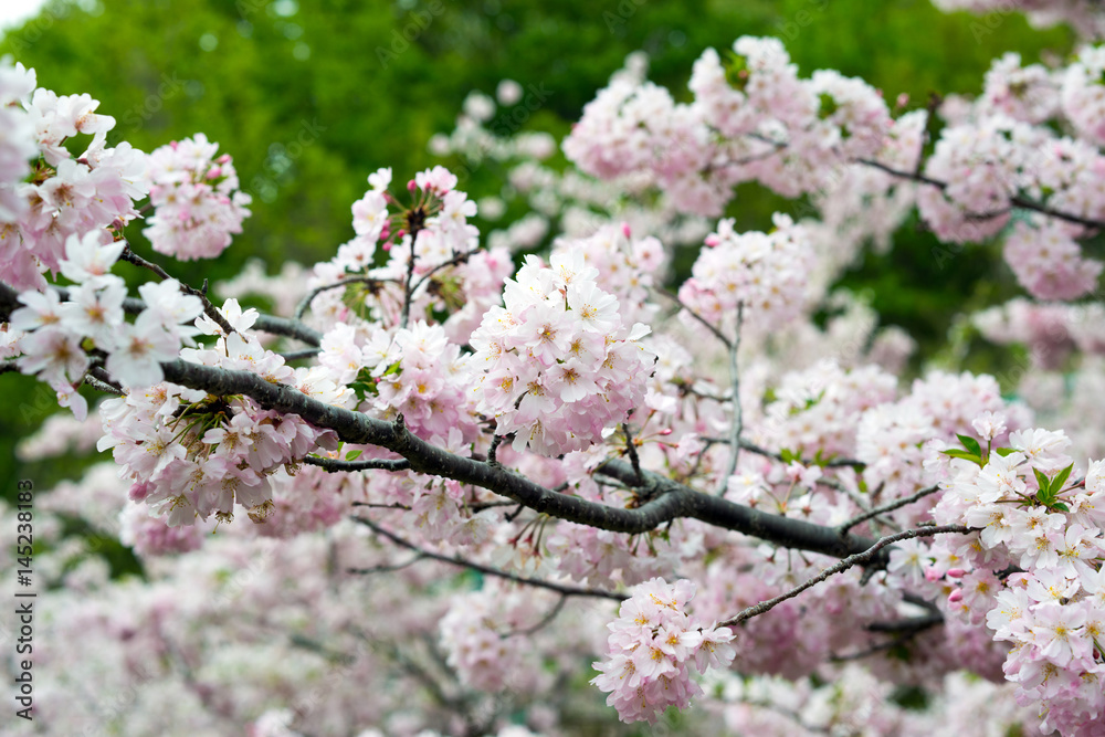 Spring Cherry blossoms, pink flowers. Spring Cherry blossoms, pink flowers.
