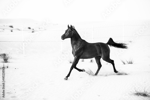 black arabic horse running in desert