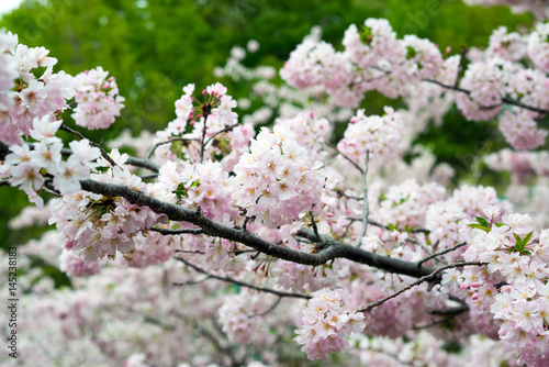 Spring Cherry blossoms, pink flowers.