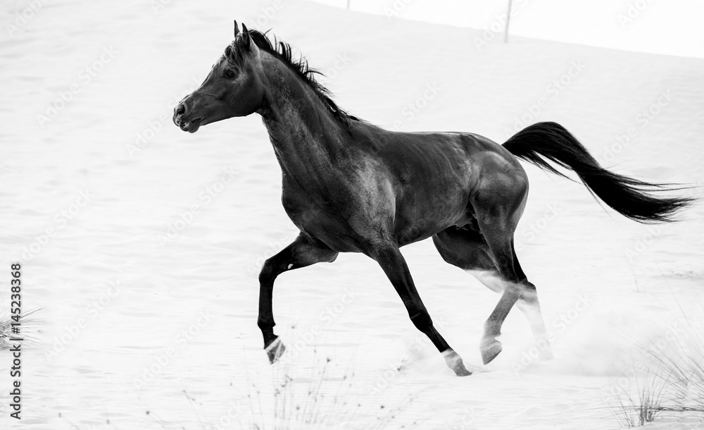 black arabic horse running in desert black arabic horse running in desert
