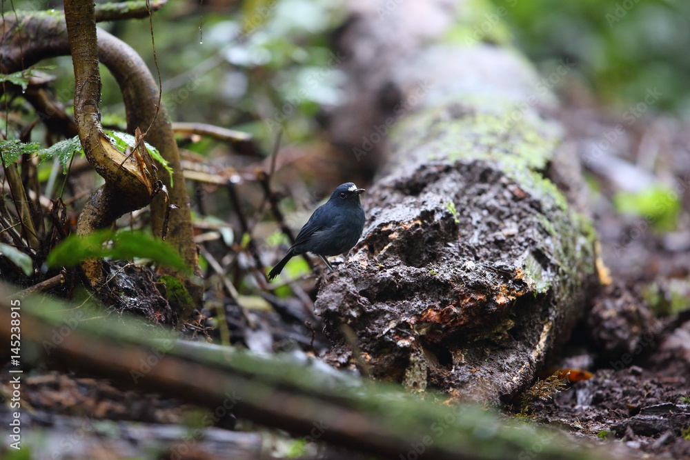 Obraz premium Sunda robin (Myiomela diana) in Sumatra, Indonesia 