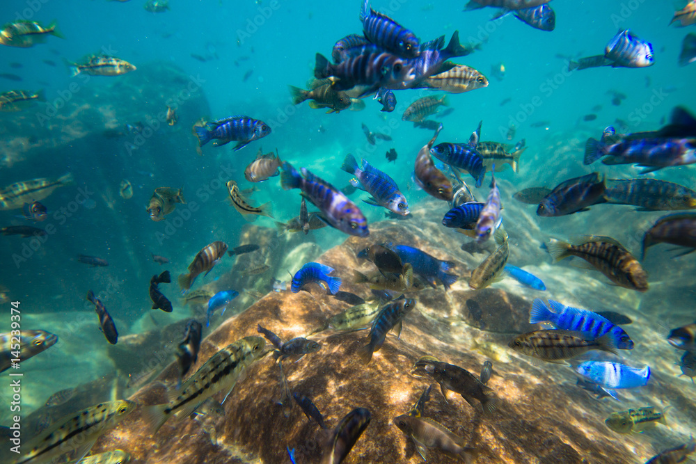 Fototapeta premium Underwater world of Lake Malawi - Malawi