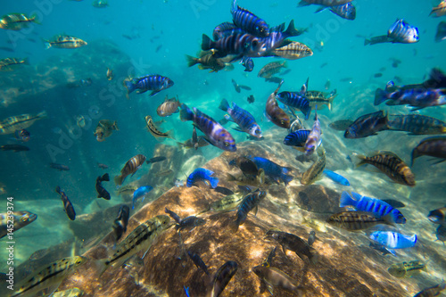 Fototapeta Naklejka Na Ścianę i Meble -  Underwater world of Lake Malawi - Malawi