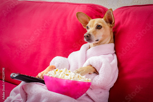 dog watching tv on the couch photo